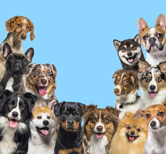 dogs